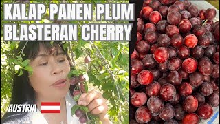 PERDANA PANEN PLUM BLASTERAN CHERRY DI AUSTRIA EROPA  KRIECHREL [upl. by Ecnesse]