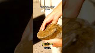 Identifying and Treating Hoof Abscesses in Horses A Quick Guide for Horse Owners [upl. by Mij158]