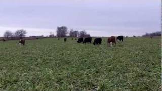 Cattle Grazing Cover Crops  Oats Cereal Rye and Turnips [upl. by Askari]