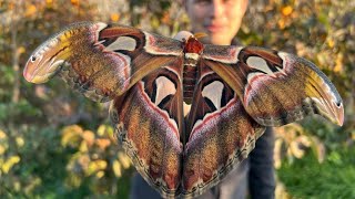 Najväčší Motýľ na Svete Okáň atlas Attacus atlas [upl. by Cass]