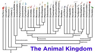 Major Divisions of Kingdom Animalia and the Problem With Animal Phyla [upl. by Nilok]