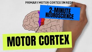 2Minute Neuroscience Motor Cortex [upl. by Amara]