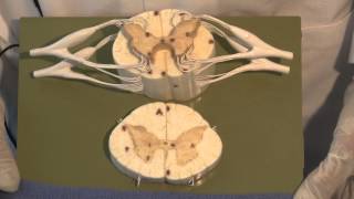 The Spinal Cord amp Monosynaptic Reflex Neuroanatomy Video Lab  Brain Dissections [upl. by Xel]