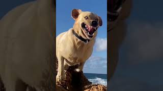 This Dog’s Digging Turns Hilariously Scary 🐶😂 FunnyDogMoments [upl. by Witcher]