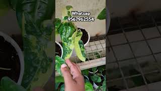 Plants online plants sale plants malayalam  shorts [upl. by Amaris607]