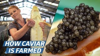 How Russian Sturgeon Caviar Is Farmed and Processed — How To Make It [upl. by Armalda538]