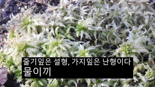 물이끼 Sphagnum palustre L [upl. by Malissa490]