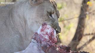 Lioness vs Giraffe [upl. by Couchman]