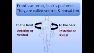 Anatomical Positions Song [upl. by Hatfield567]