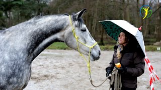 Falco lässt Ariane im Regen stehen  das Gelassenheitstraining geht weiter [upl. by Erdah]