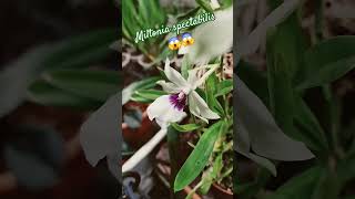 Miltonia spectabilis 😱 reikiamorbusinessplantsorchideeorchiorquideasshogardensuenodormir [upl. by Macrae]