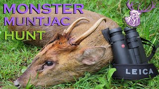 MONSTER Muntjac Buck Hunt UK 2014 HD [upl. by Aletta]