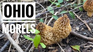 Finally Found Morel Mushrooms Southwest Ohio  2022 [upl. by Jeanette]