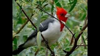 PAJAROS QUE HABITAN LA ZONA DEL RIO DE LA PLATAwmv [upl. by Carolyn]