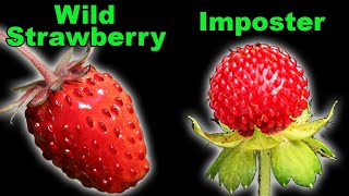 3 Native Strawberries and an Invasive Imposter [upl. by Dobb]