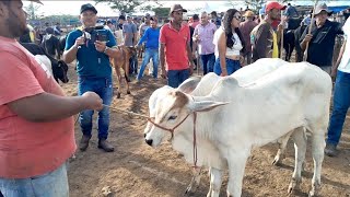 Feira do Gado em Cachoeirinha Pernambuco 16 de Maio de 2024 [upl. by Aikan]