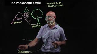 The phosphorus cycle [upl. by Loralee126]