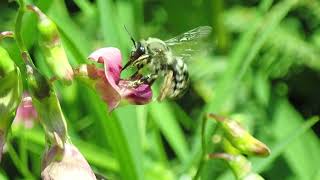 Longhorn Bees Eucera longicornis Prawle and Gara Rock Devon 29 July 2024 [upl. by Cohen]