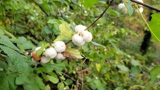 Lets ID common snowberry Symphoricarpos albus [upl. by Fowle838]