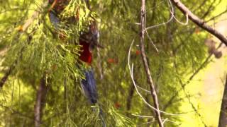 Crimson Rosella Platycercus elegans  Pennantsittich 4 [upl. by Takeo506]