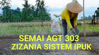 SEMAI BENIH PADI AGT 303 DAN ZIZANIA SISTEM IPUK DI LAHAN KERING [upl. by Amalie]