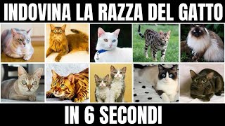 Indovina LA RAZZA DEL GATTO IN 6 SECONDI  QUIZ ANIMALI [upl. by Inalaeham]