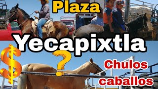 Caballos en plaza Yecapixtla de Morelos [upl. by Isolda]