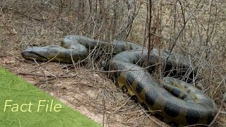 Green Anaconda Fact File  Reptiles amp Amphibians [upl. by Eido]