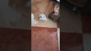 بديعة مسكينة ماتو ولادها إنقادالقطط cat القططالصغيرة اكسبلور قطط catlover القطط cate [upl. by Anerbas684]