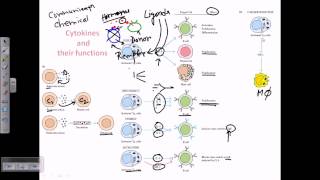 Cytokines and cytokine receptors [upl. by Artemisa]