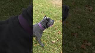 recall dogtraining canecorso [upl. by Elburt834]