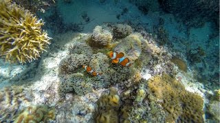 Palawan Philippines Snorkeling HD [upl. by Omora216]