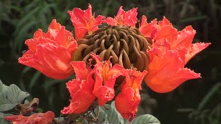 Spathodea campanulata African tulip tree [upl. by Weslee808]