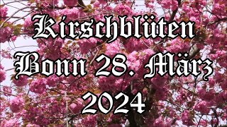 Kirschblüten Bonn 2024 [upl. by Magda19]