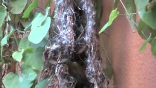 Olive  backed sunbird building nest  by Teo Lee Wei amp K [upl. by Ycam507]