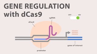 4 CRISPR Cas9  Gene Regulation with dCas9 [upl. by Egduj845]