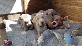 Weimaraner Puppys 2020  5855 days old  Random Play Time [upl. by Arbmahs837]