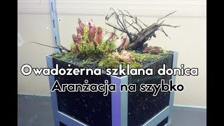 Owadożerna szklana donica  Aranżacja na szybko [upl. by Johnathan482]