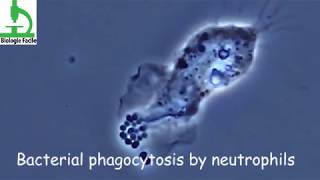 Amazing video  Bacterial Phagocytosis by Macrophages and Neutrophils [upl. by Adnilam]