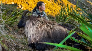 Her First Bull 7 day Wilderness Hunt [upl. by Humfrey]