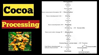 Cocoa processing Food science and technology icar net [upl. by Notsle787]