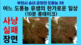 부천시 송내 공원의 도롱뇽 38 어느 도롱뇽 유생의 한가로운 일상 10분 롱테이크 Korean salamander 38 Failed hunt of a tadpole [upl. by Ahtael]