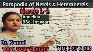 Nereis Parapodia Heteronereis ParapodiaDifference between ParapodiaL2BSc1st Year Zoology [upl. by Sylvanus]