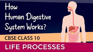 HOW HUMAN DIGESTIVE SYSTEM WORKS  lifeprocessesclass10 science NCERT chapter 6 [upl. by Blatman858]