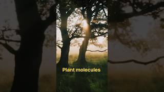 Lignin in plants shorts youtubeshorts facts [upl. by Tammie]