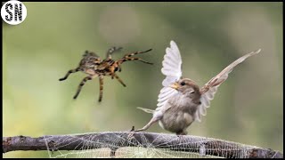 This Spider Catches And Consumes Birds in Its Web [upl. by Behlke200]