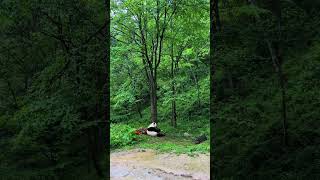 Qinling Giant Panda in the Forest in the Rain Fantastic Animals on Douyin Qinling Foping Giant P [upl. by Timms627]