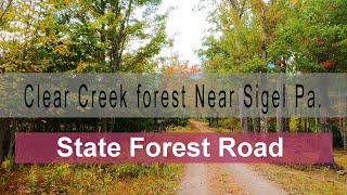 State Forest Road Near Sigel Pennsylvania [upl. by Efren]