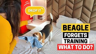 Why your Beagle sometimes FORGETS its Training and What to do [upl. by Amora]