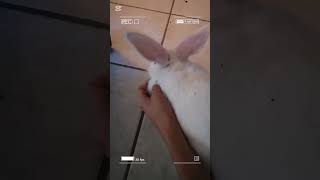 La ocupación de la Cotty🐇🤩 mascotasfelices viralshort lomitos [upl. by Ahsinnor368]